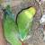 Lovebird 6 thumbnail