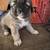 Puppies for sale 3 thumbnail