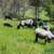 Registered Gotland Sheep/Lambs 4 thumbnail
