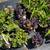 Bee Balm, Sedum, Coneflowers, Grass, Hosta, Coreopsis & more $6.97 3 thumbnail