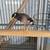 Myna bird with large cage needs a home 3 thumbnail