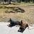 DOG TRAINING, Aggression Specialist, Board & Train, 39 yrs exp. 17 thumbnail