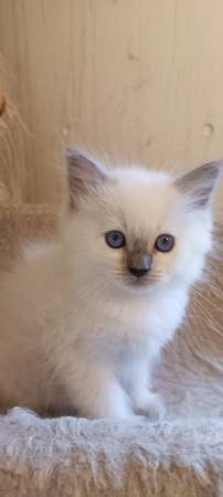 Ragdoll kitten63842373728387122