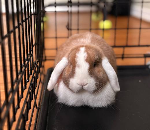 Holland Lop Bunny 1