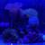 Saltwater Reef Tank Setup – 2x 10 Gallon Mixed Reef Tanks + Extras – 2 thumbnail