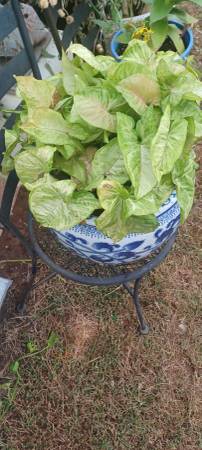 Planter with plant: New 1