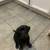Lab Puppies 4 thumbnail