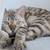 PlayfulKittyBengal 2 thumbnail
