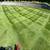 Lawn Maintenance 1 thumbnail