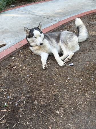 Free husky 1