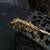 Crested geckos 3 thumbnail