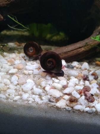 Ramshorn snails rehoming (Marysville)63853557527169121