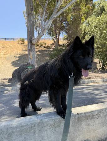 GERMAN SHEPHERD (san jose east)63869605782147121