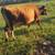 2 Year Old Jersey Bull for Sale 2 thumbnail