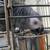 African grey breeding male 3 thumbnail