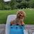 Looking for Bichon Frise 1 thumbnail