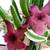 EcoGro's WEIRD PLANTS. SO WEIRD!  Beneficial Bugs Class...Free! 13 thumbnail