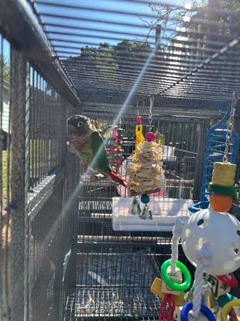 Jaula para pájaros extra ancha (walpole)63952290970755120
