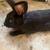 Rabbits New Zealand’s males 5 thumbnail