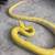 9 1/2 foot Reticulated python: looking to Re-home 1 thumbnail