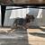 Big rope frenchie 4 thumbnail