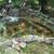 POND AND WATERFALLS (KOI POND) 10 thumbnail