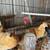 Bantam pullets/roos/chicks 1 thumbnail