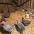 Chick pullet /chicken flock Barred Rock Chickens 12 thumbnail