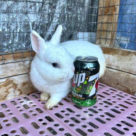 White dwarf bunny rabbit looking for good home 1