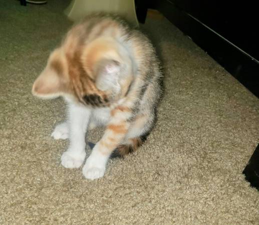 1 calico kitten left (Houston/ Memorial)63348370070019122