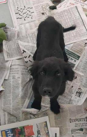 Foster or Foster to adopt Cogsworth (Media Pa)63975492295426120
