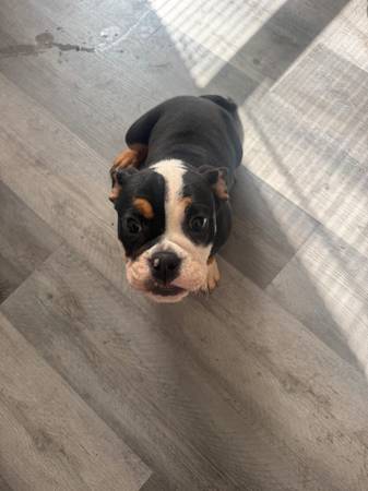 Bulldog (Oakland North / Temescal)63874130200449121