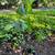 Brown Turkey Fig in 8 inch pot 1 thumbnail