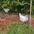 Lavender Pullets 4 thumbnail
