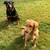 Dianns Happy Tails Training 3 thumbnail