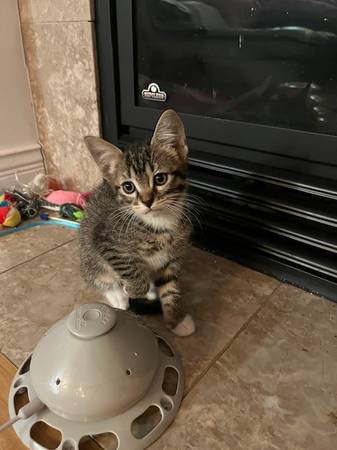 Free Beautiful Kittens (Lynnwood)63862434575233124