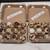 Coturnix Quail 1 thumbnail