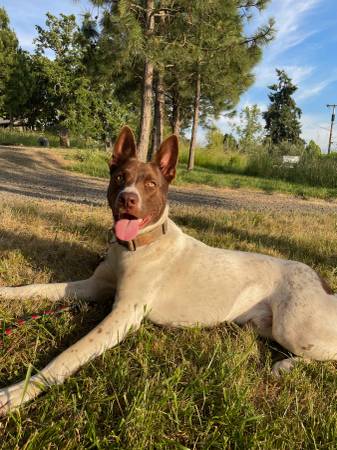 ¡Toby necesita un nuevo hogar!63858404936705122