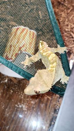 Crested gecko 1