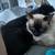 Gorgeous Siamese Cat Looking for Forever Home 3 thumbnail