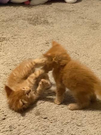 Rehoming 2 half maine-coone kittens.63693758205441121