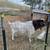Boer Buck 2 thumbnail