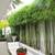Gracilis Bamboo ~ Premier Clumping Bamboo for Privacy 11 thumbnail