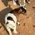 Pygmy Goats 6 thumbnail