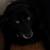 Our lovable Rocky needs a new home - no fee 5 thumbnail