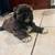 Shi Tzu Puppies for sale 4 thumbnail