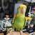 Amazon parrot ,african grey,cockatoo,macaw 3 thumbnail