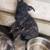 Re-home Dutch Shepherd puppy 4 thumbnail