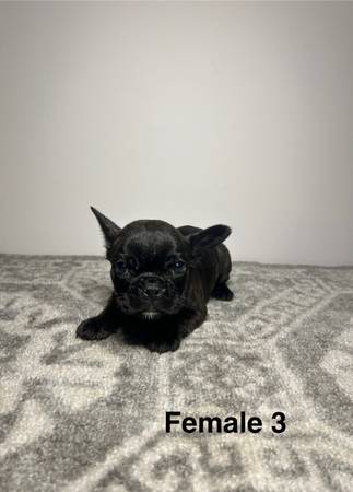 royal frenchels (Missouri City)63859317150723123