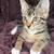 Free Kitten 1 thumbnail